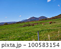 ジャージー牛と大山 100583154