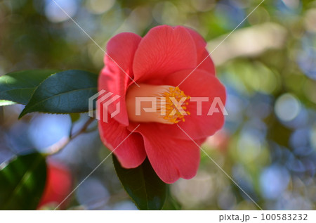 屋外に咲いている椿 屋外に咲いている椿 100583232