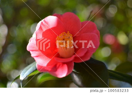 屋外に咲いている椿 100583233