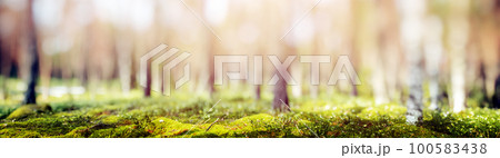 Blur spring forest panorama Blur spring forest panorama 100583438