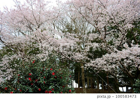 満開の桜の花と控えめに咲く椿の花 穏やかな春の公園 満開の桜の花と控えめに咲く椿の花 穏やかな春の公園 100583473