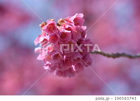 寒緋桜(カンヒザクラ) 寒緋桜(カンヒザクラ) 100583743