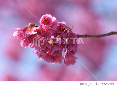 寒緋桜(カンヒザクラ) 寒緋桜(カンヒザクラ) 100583744