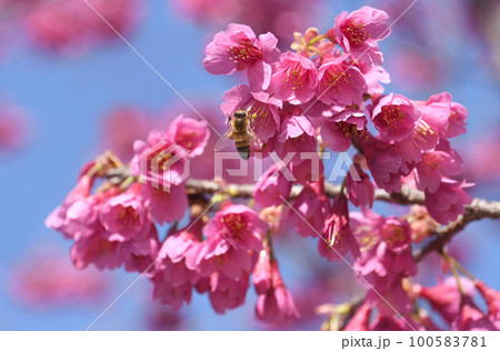 寒緋桜（カンヒザクラ）青空　蜜蜂 100583781
