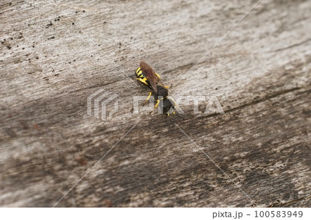 Closeup on a common square-headed crabronid wasp Ectemnius continuus, sitting on wood 100583949