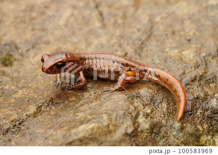 Closeup on a juvenile Ensatina eschscholtzii salamander in Crescent city area , California 100583969
