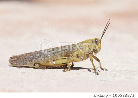 Closeup of a brown, adult Egyptian grasshopper, Anacridium aegyptium 100583973