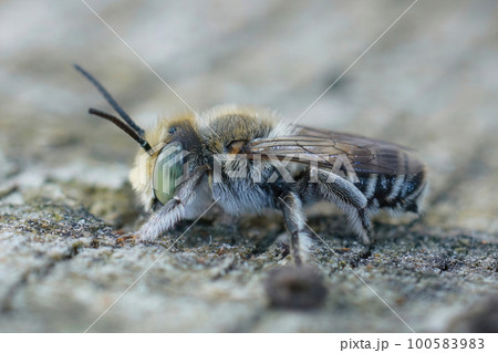 Detailed closeup of a cute male of the alfalfa leafcutting bee, Mehachile rotundata sitting on wood 100583983