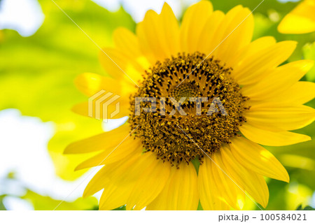 朝の柔らかな陽ざしと向日葵 朝の柔らかな陽ざしと向日葵 100584021