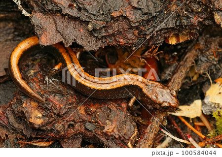 Natural close up on the yellow form of the Western redback salamander , Plethodon vehiculum Natural close up on the yellow form of the Western redback salamander , Plethodon vehiculum 100584044