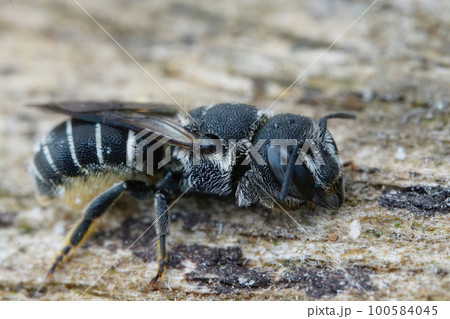 Closeup on a female Mediterranean small crenulate armoured resin bee, Heriades crenulatus in the Gard , France Closeup on a female Mediterranean small crenulate armoured resin bee, Heriades crenulatus in the Gard , France 100584045