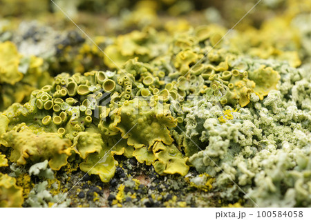 Closeup on a yellow scale or maritime sunburst lichen, Xanthoria parietana 100584058