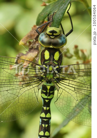 Closeup on a Southern hawker dragonfly,Aeshna cyanea, hanging in the vegetation 100584064