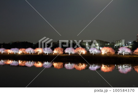 千葉県八千代市新川千本桜まつり2023 満月 河津桜並木のエコライトアップ 新川千本桜 (河津桜) 千葉県八千代市新川千本桜まつり2023 満月 河津桜並木のエコライトアップ 新川千本桜 (河津桜) 100584370