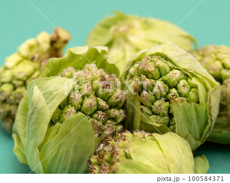 フキノトウ 100584371