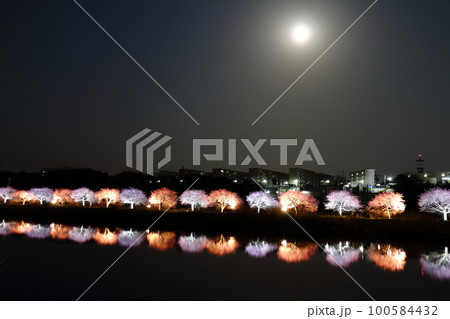 千葉県八千代市新川千本桜まつり2023 満月 河津桜並木のエコライトアップ 新川千本桜 (河津桜) 千葉県八千代市新川千本桜まつり2023 満月 河津桜並木のエコライトアップ 新川千本桜 (河津桜) 100584432