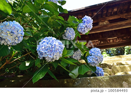 紫陽花 アジサイ あじさい 梅雨 月照寺 紫陽花 アジサイ あじさい 梅雨 月照寺 100584493