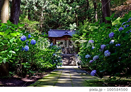 紫陽花　アジサイ　あじさい　梅雨　月照寺 100584500