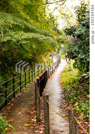 紅葉 紅葉 100584566