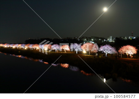 千葉県八千代市新川千本桜まつり2023 満月 河津桜並木のエコライトアップ 新川千本桜 (河津桜) 千葉県八千代市新川千本桜まつり2023 満月 河津桜並木のエコライトアップ 新川千本桜 (河津桜) 100584577
