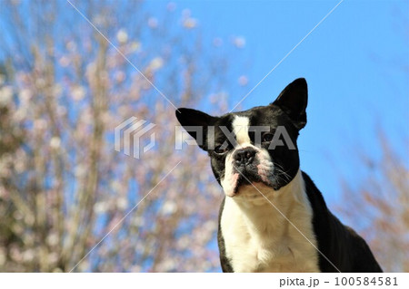 鶴ヶ島市運動公園の青空が綺麗な木立の下で可愛く見つめるボストンテリアのマイティくん♡ 鶴ヶ島市運動公園の青空が綺麗な木立の下で可愛く見つめるボストンテリアのマイティくん♡ 100584581