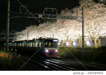 新京成線くぬぎ山駅付近の桜(ソメイヨシノ)並木ライトアップ 千葉県鎌ケ谷市くぬぎ山 新京成線くぬぎ山駅付近の桜(ソメイヨシノ)並木ライトアップ 千葉県鎌ケ谷市くぬぎ山 100584945
