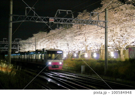 新京成線くぬぎ山駅付近の桜(ソメイヨシノ)並木ライトアップ 千葉県鎌ケ谷市くぬぎ山 新京成線くぬぎ山駅付近の桜(ソメイヨシノ)並木ライトアップ 千葉県鎌ケ谷市くぬぎ山 100584948