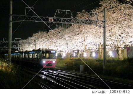 新京成線くぬぎ山駅付近の桜(ソメイヨシノ)並木ライトアップ　千葉県鎌ケ谷市くぬぎ山 100584950