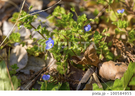 かわいいオオイヌノフグリの花 かわいいオオイヌノフグリの花 100584955