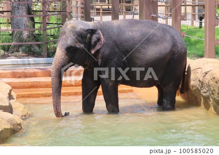 【山口県】プールに入るスリランカゾウ 【山口県】プールに入るスリランカゾウ 100585020