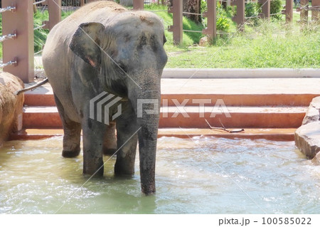 【山口県】プールに入るスリランカゾウ 【山口県】プールに入るスリランカゾウ 100585022