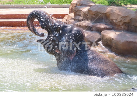 【山口県】プールで水浴びするスリランカゾウ 100585024