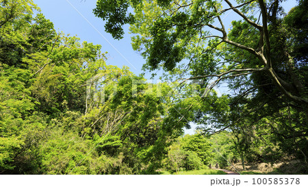 新緑の湿原　 100585378