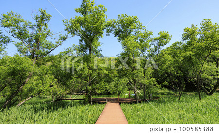 新緑の湿原　 100585388