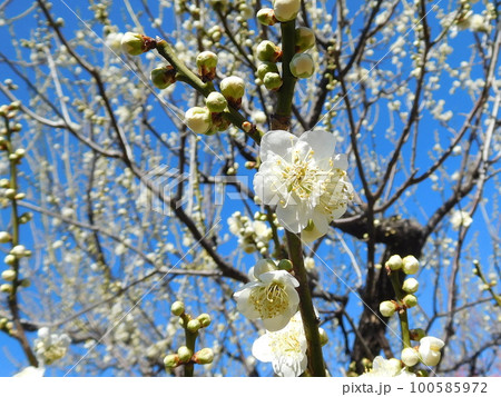 梅　花梅　月影梅　一重咲きの白い花 100585972
