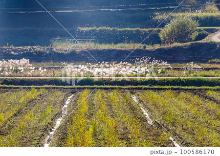 【イメージ素材】秋の田んぼと輝くススキ（京都府伊根町付近） 100586170