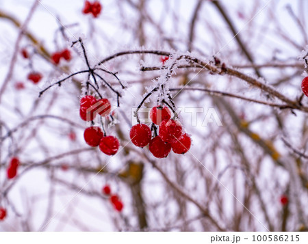 Branches of red viburnum with berries are covered with frosty frost in winter. Branches of red viburnum with berries are covered with frosty frost in winter. 100586215