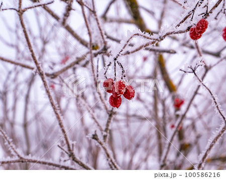 Branches of red viburnum with berries are covered with frosty frost in winter. 100586216