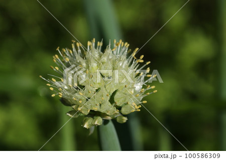 ネギの頭についたネギの花、ねぎ坊主 ネギの頭についたネギの花、ねぎ坊主 100586309
