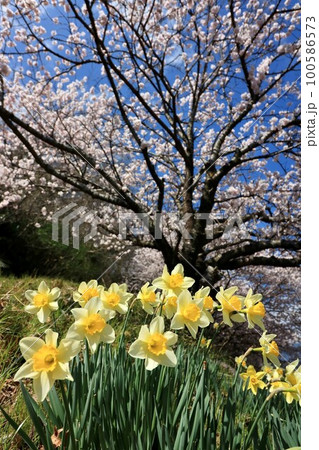 春の青空に映える水仙と桜 100586573