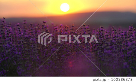 Lavender field at sunset. Blooming purple fragrant lavender flowers against the backdrop of a sunset sky 100586878