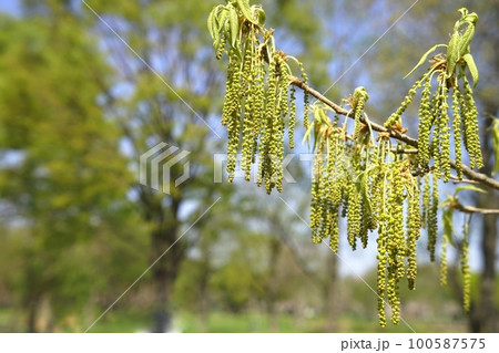 コナラの花 100587575