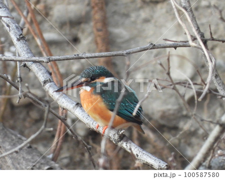 近所の小川にいたカワセミ 近所の小川にいたカワセミ 100587580