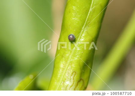 ユズの葉に産み付けられた、小さなアゲハチョウの卵 100587710