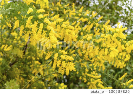 ミモザとも呼ばれるフサアカシアの黄色い花 ミモザとも呼ばれるフサアカシアの黄色い花 100587820