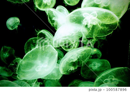 暗闇に漂うクラゲ【緑】 暗闇に漂うクラゲ【緑】 100587896