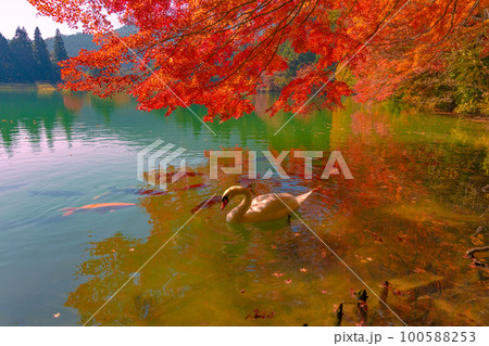 伊奈ヶ湖の紅葉 100588253