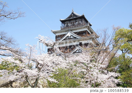 広島城 桜と天守閣 広島城 桜と天守閣 100588539