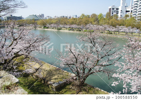 広島城 天守閣からのお堀と桜 広島城 天守閣からのお堀と桜 100588550