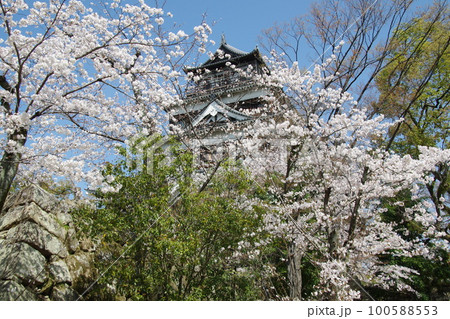 広島城 桜の天守 広島城 桜の天守 100588553